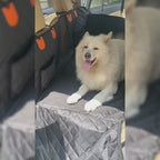 Backseat Buddies™ Hard-Base Dog Back Seat Protector — Waterproof & Non-Slip